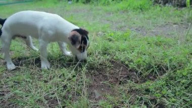 Bahçede oynayan Jack russell terrier köpek yavrusu