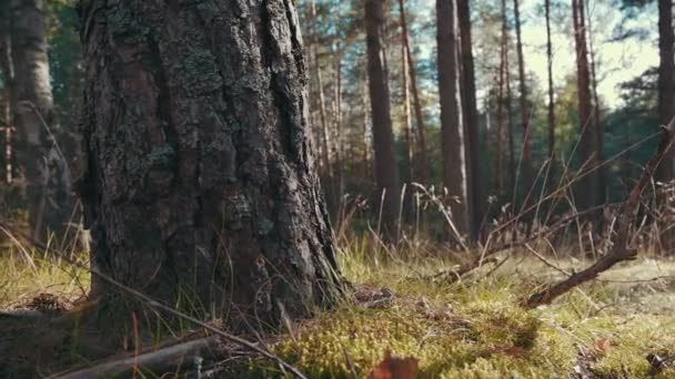 Rayons de soleil dans une forêt de pins — Video