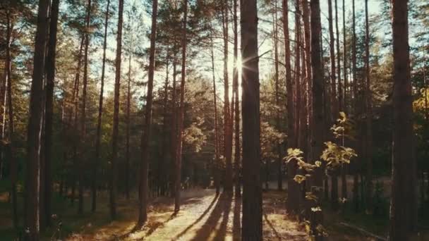 Raios de sol em uma floresta de pinheiro — Vídeo de Stock