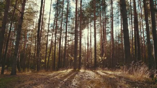 Sluneční paprsky v borovicovém lese — Stock video