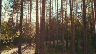 Çam Ormanında Güneş Işınları