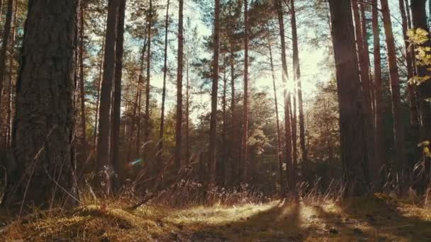 Rayos de sol en un bosque de pinos — Vídeos de Stock