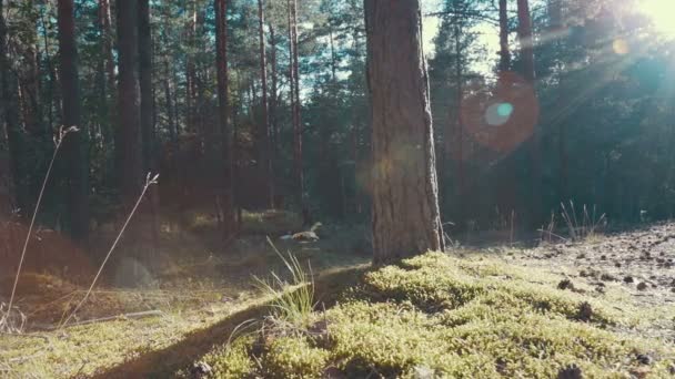 Rayons de soleil dans une forêt de pins — Video