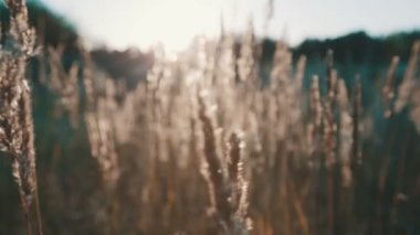 Gün batımında çimen tarlası