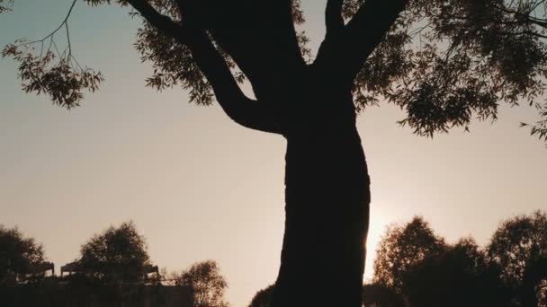 Zonsondergang schijnt door de bomen — Stockvideo