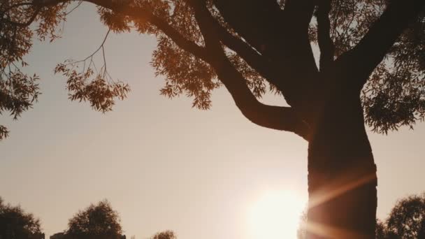 Západ slunce prosvítající mezi stromy — Stock video