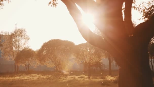 Zonsondergang schijnt door de bomen — Stockvideo