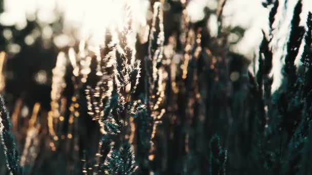 Campo de grama durante o pôr do sol — Vídeo de Stock