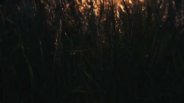 Campo de hierba durante la puesta del sol — Vídeo de stock