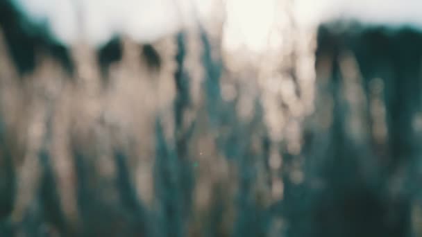 Field of grass during sunset — Stock Video