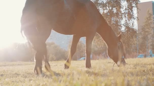 Paard begrazing bij zonsondergang — Stockvideo