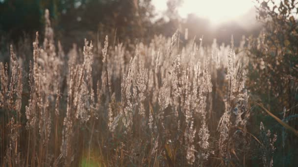 Campo de grama durante o pôr do sol — Vídeo de Stock