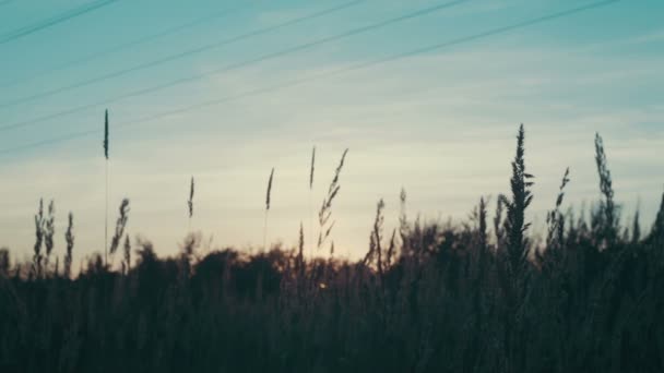 Grasveld bij zonsondergang — Stockvideo