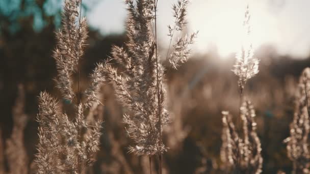 Campo d'erba durante il tramonto — Video Stock