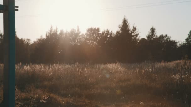 Grasveld bij zonsondergang — Stockvideo