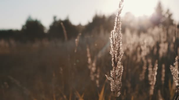 Поле травы на закате — стоковое видео