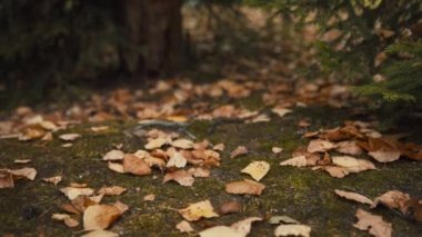 Sonbahar ormandaki düşen yapraklar arasında köpek yürüyor
