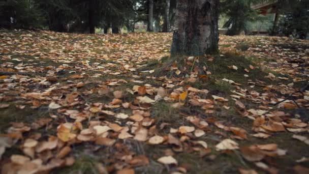 Nedfallna löv i höst skog — Stockvideo
