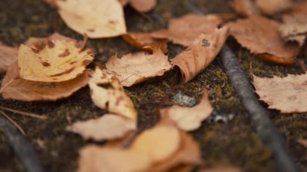 Hojas caídas en bosque otoñal — Vídeos de Stock