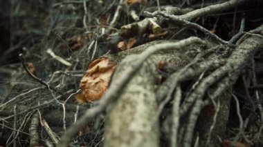 Tüyler ürpertici örümcek ağları ile ağaçların karışık kökleri