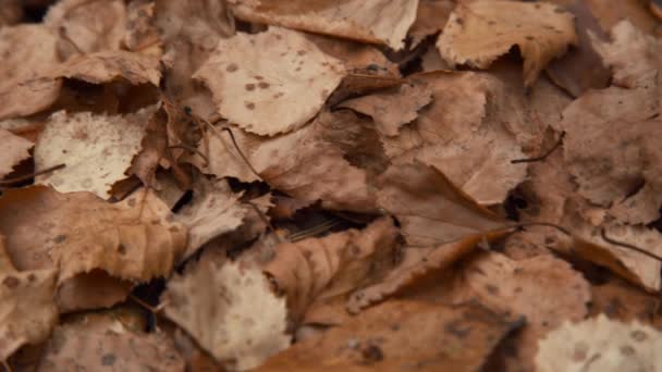 Hojas caídas en bosque otoñal — Vídeos de Stock