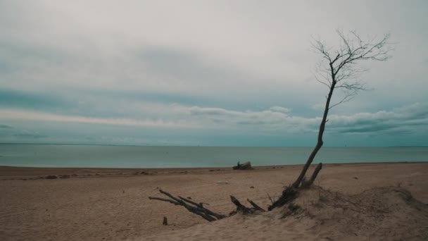 Yalnız bir adam sahilde yürüyor — Stok video