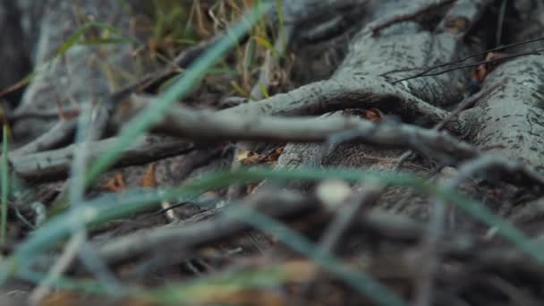 Запутанные корни деревьев с жуткой паутиной — стоковое видео