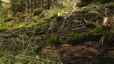 Sonbahar ormanında devrilmiş bir ağaç