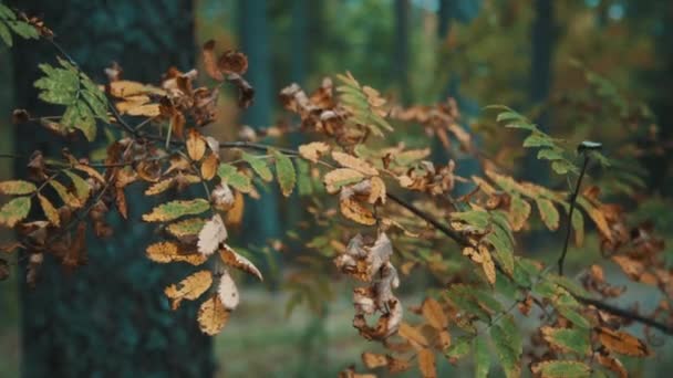 Ramo com folhas amarelas na floresta de outono — Vídeo de Stock