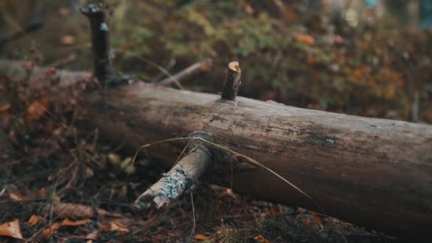 Arbre tombé dans la forêt d'automne — Video