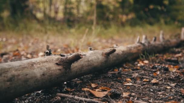 Árvore caída na floresta de outono — Vídeo de Stock