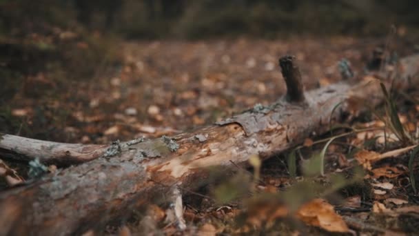 Árbol caído en el bosque de otoño — Vídeos de Stock