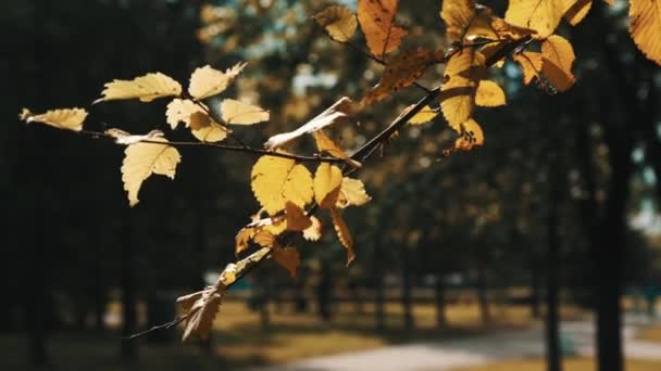 Sonbahar parkta sarı yaprakları ile şube — Stok video