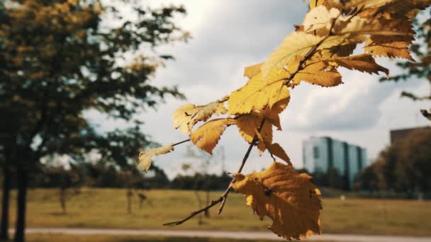 Rama con hojas amarillas en el parque de otoño — Vídeo de stock