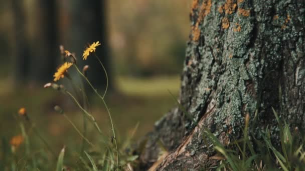 Flor amarilla en el parque de otoño — Vídeo de stock