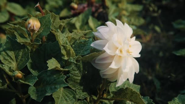 Mariposa de chocolate sobre una flor blanca — Vídeo de stock