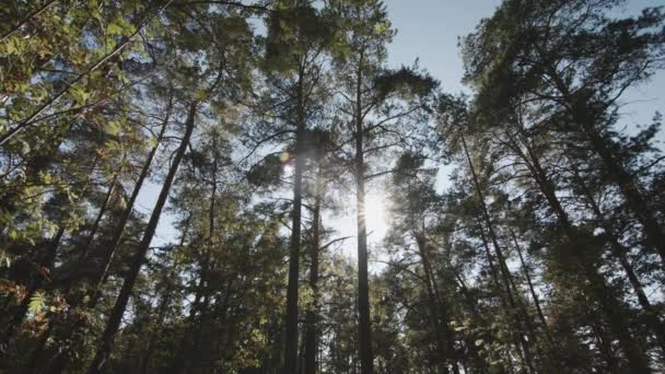 Os raios de sóis rompendo as árvores — Vídeo de Stock