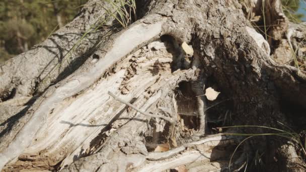 Modèle de racines d'arbres entrelacées — Video