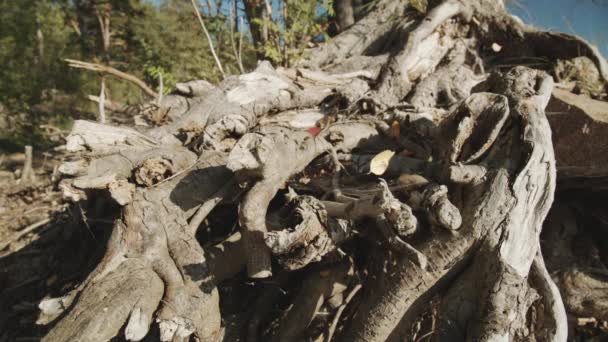 Modèle de racines d'arbres entrelacées — Video