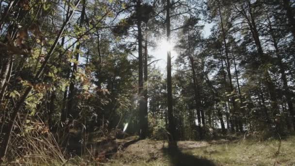 Les rayons du soleil traversent les arbres 