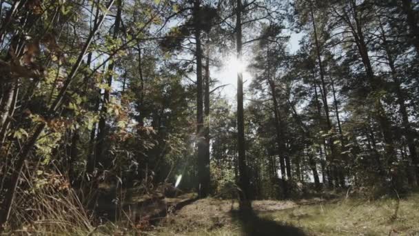 Solens strålar bryter genom träden — Stockvideo