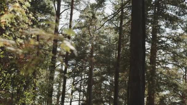 森林 — 图库视频影像