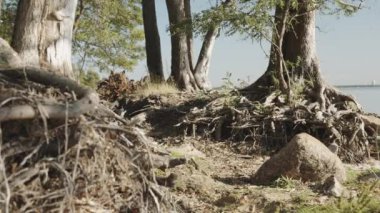 İç içe Ağaç kökleri paterni