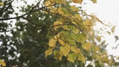 Sonbahar yaprakları Park arka plan