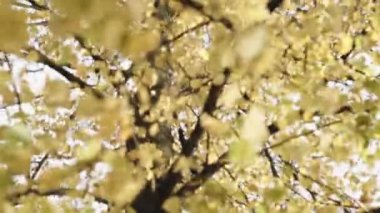 Sonbahar yaprakları Park arka plan