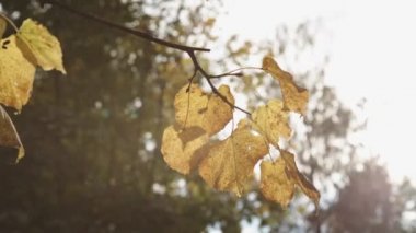 Sonbahar yaprakları Park arka plan