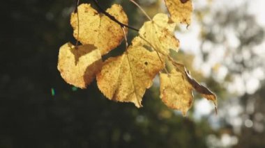 Sonbahar yaprakları Park arka plan