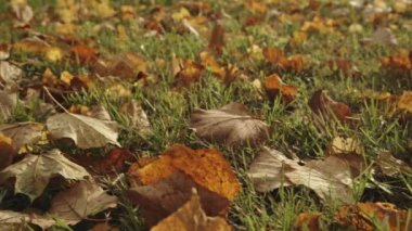 Sonbahar yaprakları Park arka plan