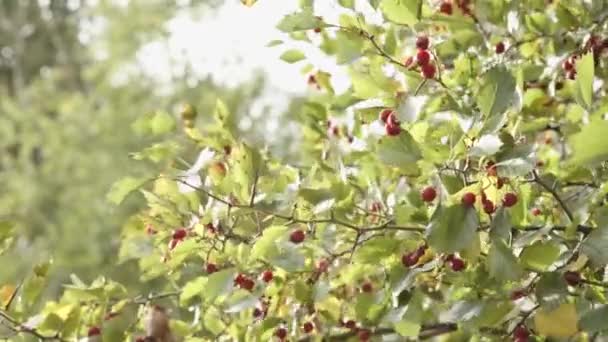 Fundo de folhas de outono no parque — Vídeo de Stock