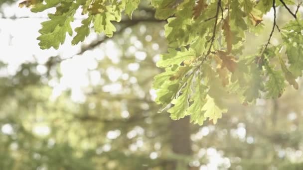 Background of autumn leaves in the park — Stock Video